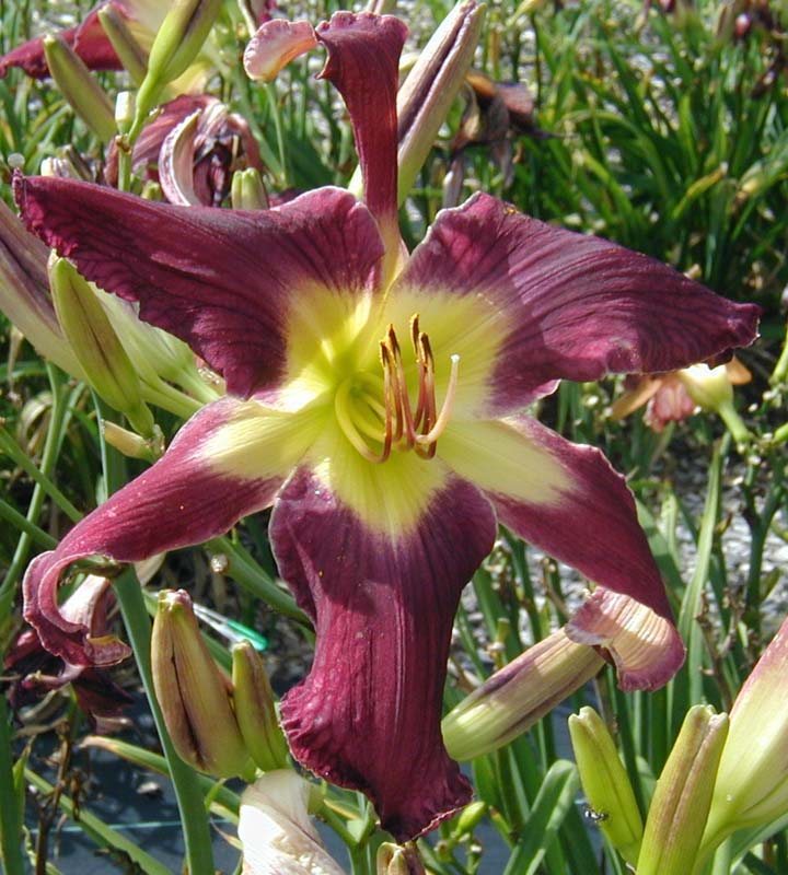 EMBRACED BY THE WIND